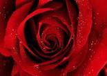 Rose Rouge #Sad #Dreck #paradis